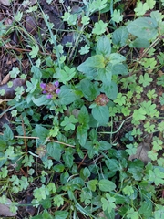 Prunella vulgaris