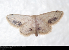 Idaea chotaria