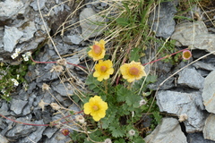 Geum reptans