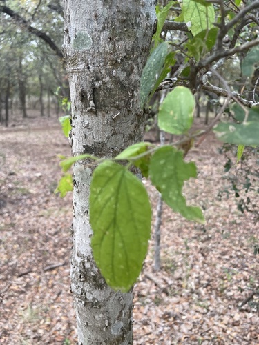Celtis reticulata (Celtis reticulata)