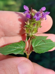 Prunella vulgaris