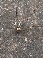 Crossopriza lyoni