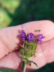 Prunella vulgaris