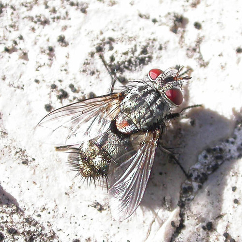 Gaedia distincta