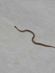 Amphiesma stolatum