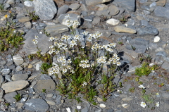 Achillea atrata