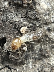 Gnathamitermes