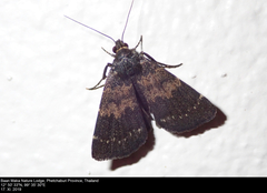 Hydrillodes lentalis