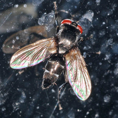 Gastrolepta anthracina