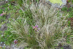 Nardus stricta