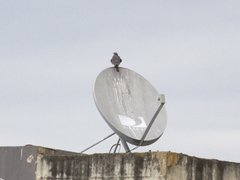 Falco femoralis