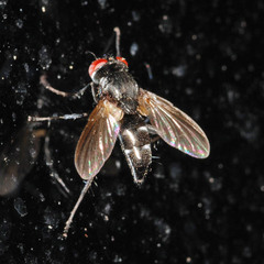 Gastrolepta anthracina