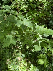 Rubus spectabilis