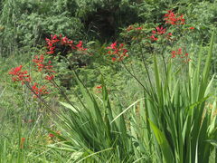Crocosmia paniculata