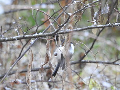 Poecile montanus