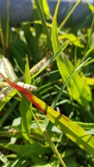 Dactyloctenium aegyptium