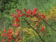 Crocosmia paniculata