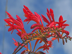 Crocosmia paniculata