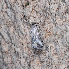 Aleptina junctimacula