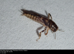 Tridactylidae