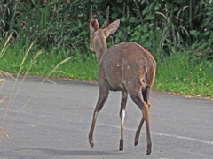 Tragelaphus sylvaticus sylvaticus