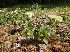 Hylotelephium telephium