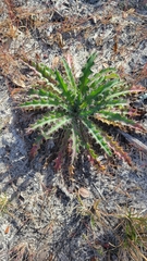 Cirsium horridulum