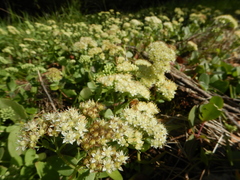 Hylotelephium telephium