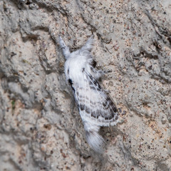 Apotolype brevicrista
