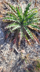 Cirsium horridulum