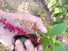 Phytolacca heterotepala