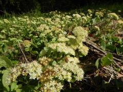 Hylotelephium telephium