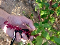 Phytolacca heterotepala