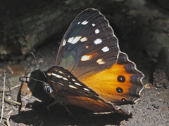 Paralethe dendrophilus