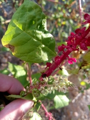 Phytolacca heterotepala