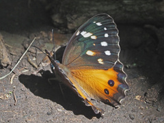 Paralethe dendrophilus