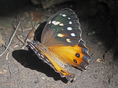 Paralethe dendrophilus