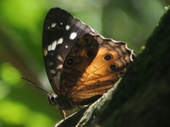 Paralethe dendrophilus