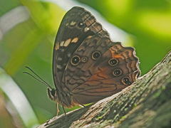 Paralethe dendrophilus