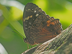 Paralethe dendrophilus