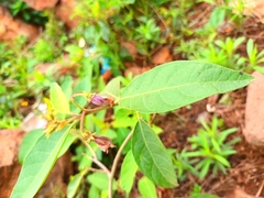 Solanum campylacanthum
