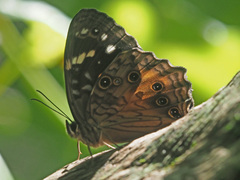 Paralethe dendrophilus