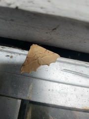 Tetracis jubararia