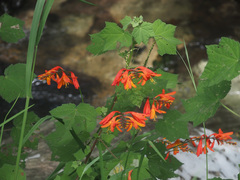 Crocosmia aurea