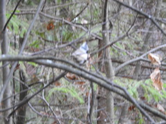 Lophophanes cristatus