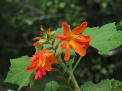 Crocosmia aurea