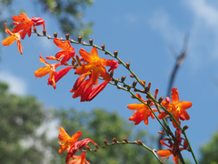 Crocosmia aurea