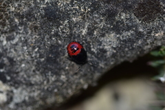 Canthophorus melanopterus