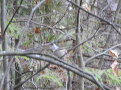 Lophophanes cristatus