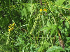 Agrimonia bracteata